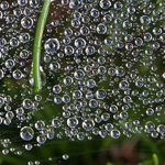 "Morning Dew" by Distant Hill Gardens on Flickr (CC BY-NC-ND 2.0)